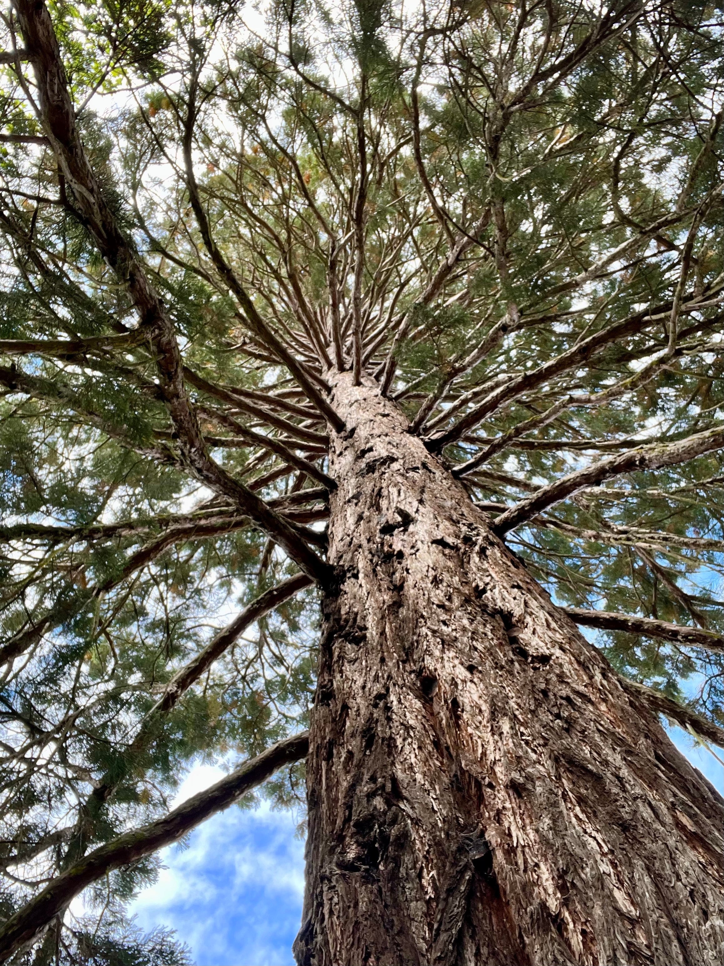 FUTURE ANCESTOR STORY WRITING WORKSHOP: 2ND DECEMBER 2026